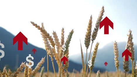 rising prices of wheat grain products on the global market