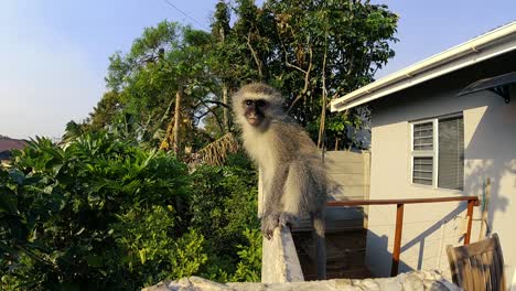 Wild-Grey-Vervet-Monkey-in-South-Africa-sitting-on-a-wall-then-jumps-off