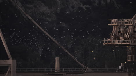 muchos pájaros