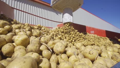 Potatoes-are-moving-in-an-industrial-machine.