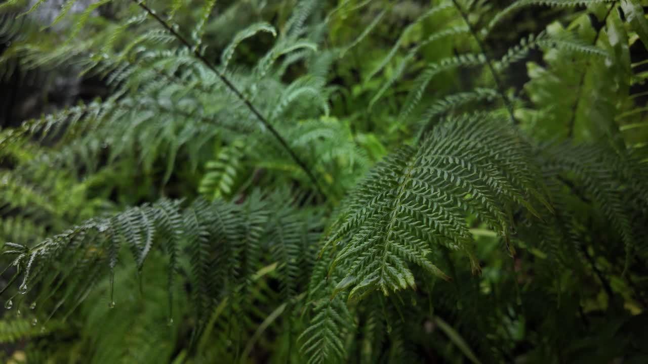 Fern vascular plant Polypodiopsida garden up-close luxuriant foliage vegetation