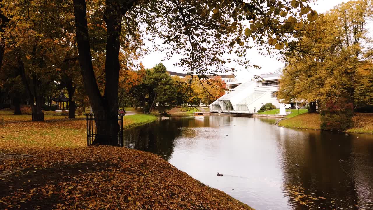 parque dorado de otoño con un hermoso edificio blanco a distancia y patos en el estanque