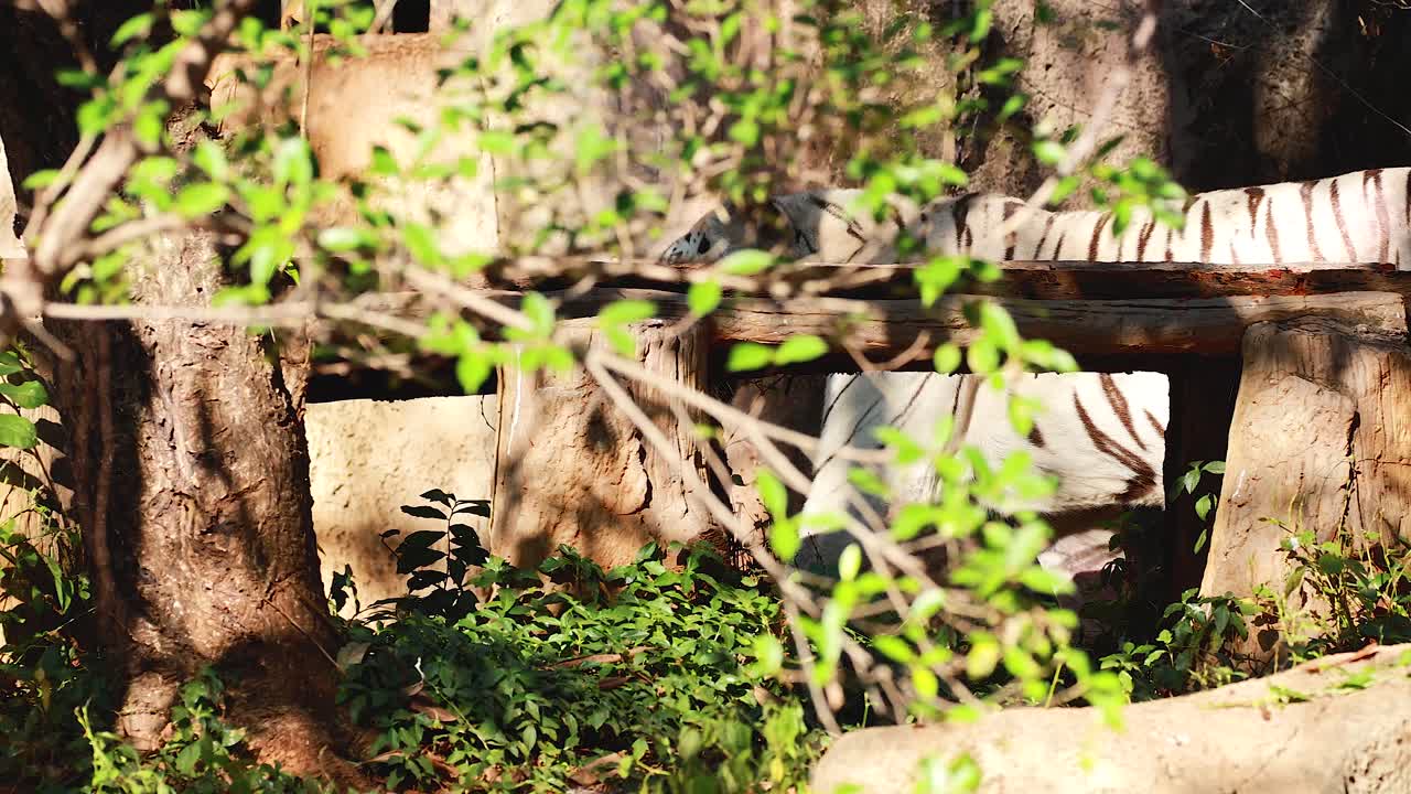 태국 의 백색 호랑이 가 그 구역 을 탐사 하고 있다