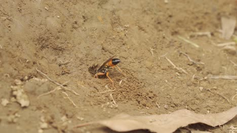 wasp digging hole in dirt