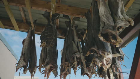 salt cod hanging outside to dry out - traditional preservation method