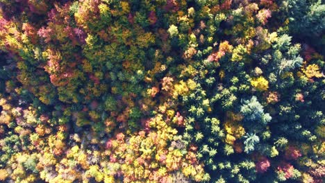 Hovering-flight-at-high-altitude-aerial-view-over-yellow,-orange,-red-and-green-autumn-forest-in-Switzerland-with-leafy-trees-and-firs