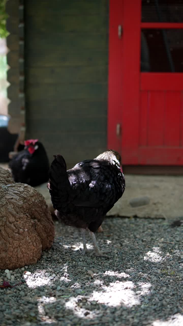 pollos por un cobertizo de puerta roja