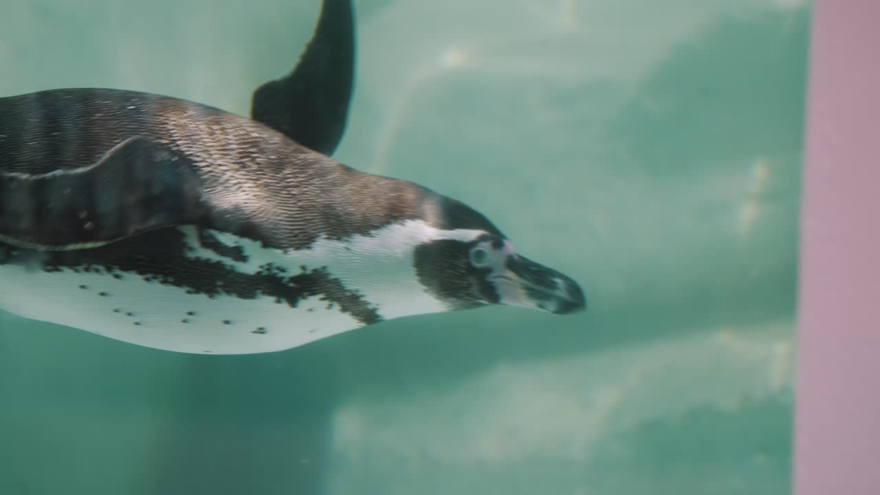 Magellanic Penguin Dive Into The Aquarium. - underwater