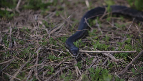 Serpiente-De-Rata-Negra-En-La-Hierba-A-Cámara-Lenta