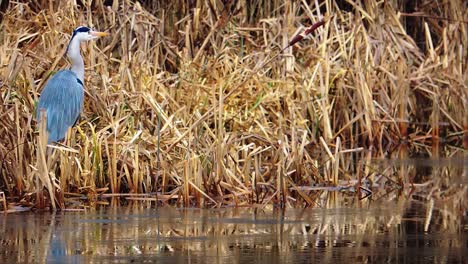 graureihervogel entspannt sich in einem see im winter - stetiger schuss