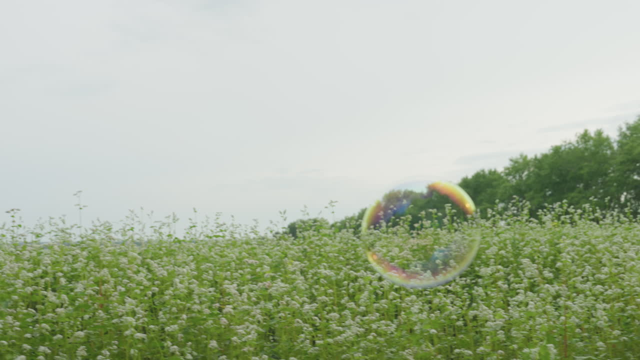 Bubble floating above wildflower meadow, soft overcast sky, delicate white blooms and distant treeline single iridescent soap sphere gliding through tall grass, slow serene motion, pastoral calm