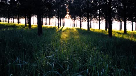 Golden-dewdrops-sparkle-on-lush-green-grass-flying-beneath-symmetrical-rows-of-trees,-aerial