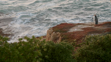 Blick-Auf-Das-Meer-Und-Ein-Gelbaugenpinguin,-Der-Auf-Der-Klippe-In-Katiki-Point,-Neuseeland,-Steht-–-Breit