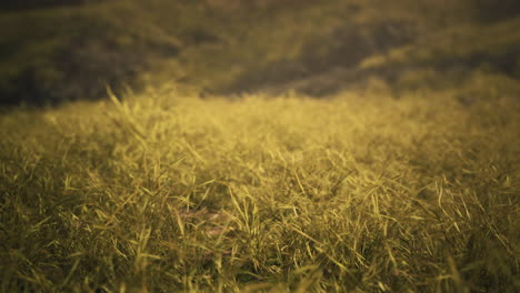 Goldene-Felsen-Und-Gras-In-Den-Bergen