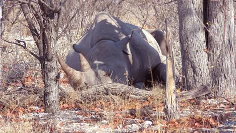 an african white rhino with horn sits under a tree in the heat of etosha national park namibia 1