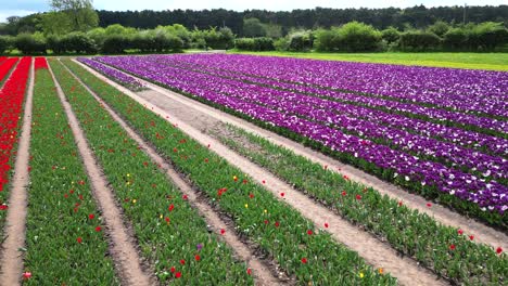 panorámica aérea a través de tulipanes multicolores en plena floración