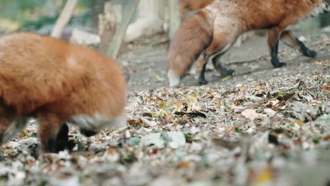 japanese red foxes roaming around zao fox village in miyagi, japan