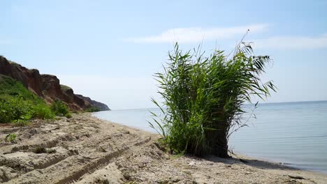 arbusto ondulante en la costa, con el mar al fondo