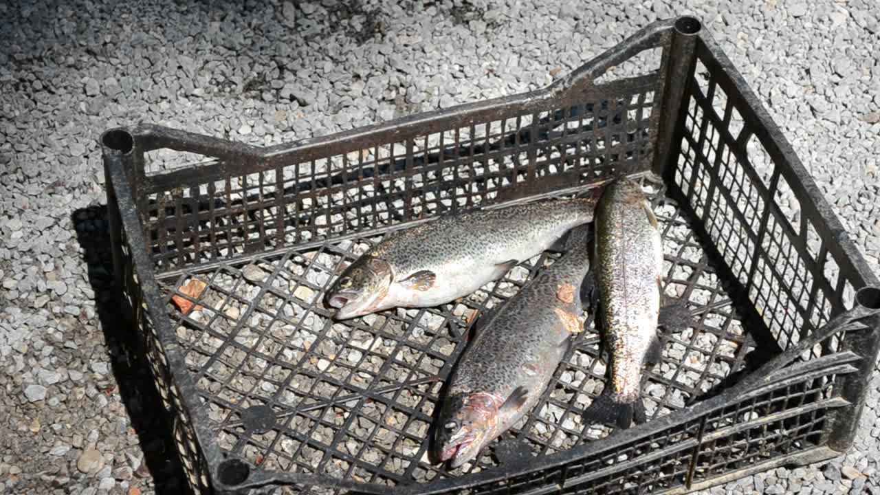 Öring, fiske