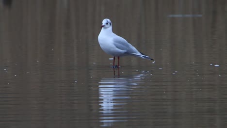 a black-headed gull, chroicocephalus ridibundus, in the shallows of a lake