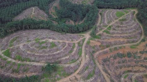 Tierra-De-Palma-Aceitera-Despejada-Por-Un-Agricultor-Para-Replantar-En-Malasia.