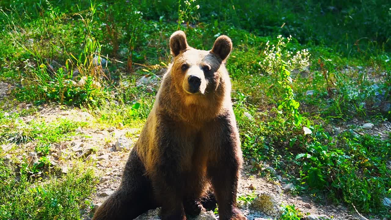 Splendide riprese HD ravvicinate di un orso bruno filmato in natura – Europa, Slovenia.