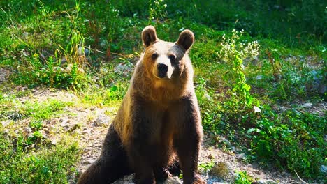 stunning hd close-up footage of a brown bear filmed in the nature – europe, slovenia