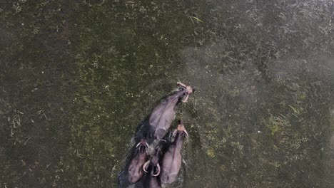 Top-view-of-Farmer-Herding-Group-Of-Buffalo-Across-Flooded-Rice-Paddy-Fields