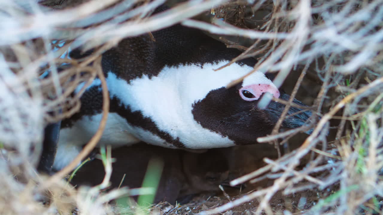 Adult female African penguin looking out of nest with sticks and shrubbery in foreground and small chick visible in background