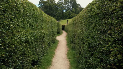 walking through narrow passage inside hedge maze - handheld