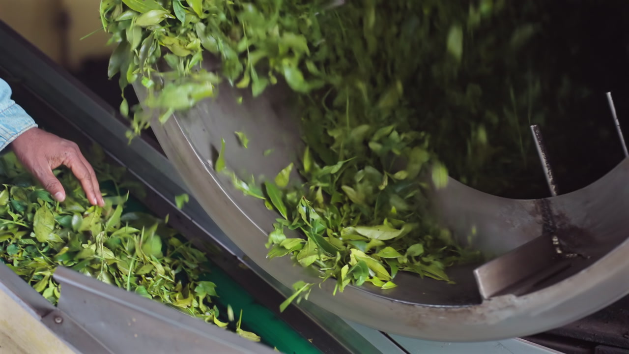 Close up of tea leaves drying in rotating drum machine during processing in Sri Lanka tea factory