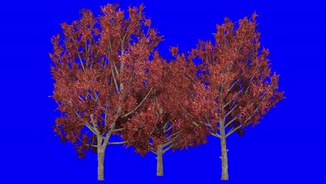 3D bradford pear tree cluster in Autumn Fall season, with wind effect on blue screen 3D animation