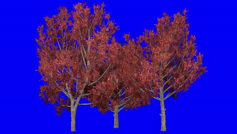 3d clúster de árboles de pera de bradford en la temporada de otoño, con efecto del viento en pantalla azul animación 3d