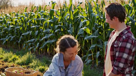 happy couple harvesting corn in a field