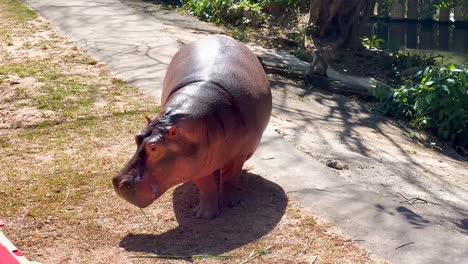 pygmy hippo walking in a zoo enclosure