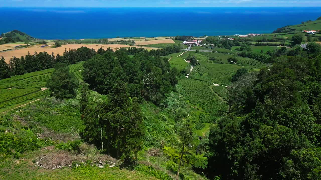 Aerial View of a Tea Plantation on the Coast of the Azores