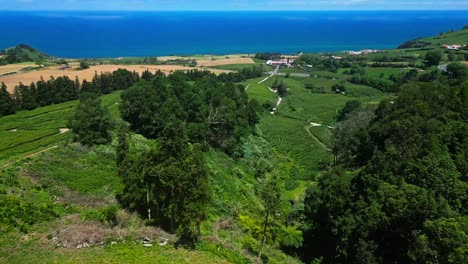 aerial view of a tea plantation on the coast of the azores