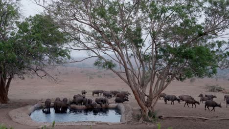 fixed shot of herd of buffalos drinking water from pond and grazing in green fields