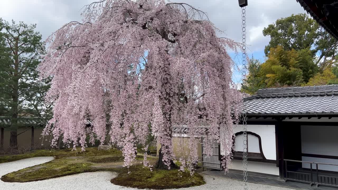 Massive weeping Sakura tree softly waving in wind inside Japanese temple
