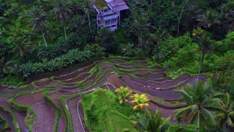 Paddy-Rice-Terraces-Of-Tegalalang-Near-Ubud,-Bali,-Indonesia---aerial-drone-shot