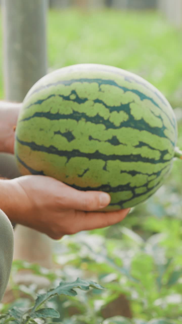 Farmer holding freshly picked watermelon in greenhouse