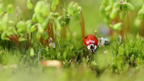 Close-up-wildlife-of-a-ladybug-in-the-green-grass-in-the-forest