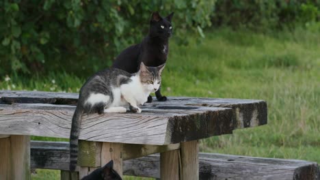 Gatos-Callejeros-En-El-Parque