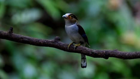 with food in the mouth to deliver, hops around, silver-breasted broadbill serilophus lunatus, female, thailand