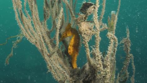 a lone yellow seahorse hides from predatory fish in a soft coral marine plant below the ocean surface