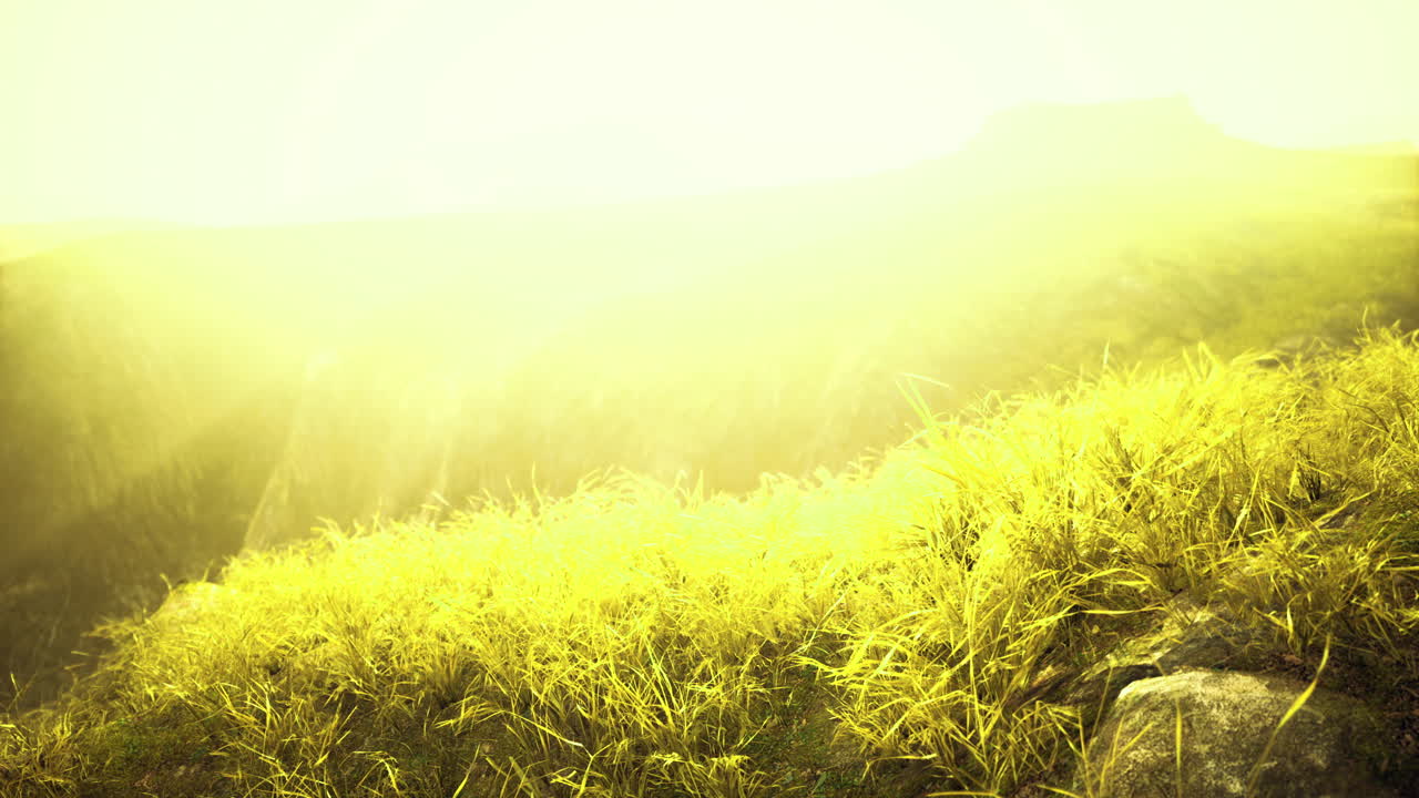 Bright golden light illuminates verdant grass on a gentle hillside at dusk