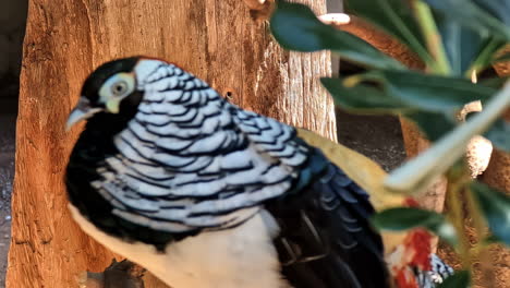 Colorful-Lady-Amherst's-pheasant,-close-up-view