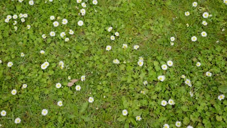 Kleine-Blume-Auf-Dem-Rasen-In-Neuseeland