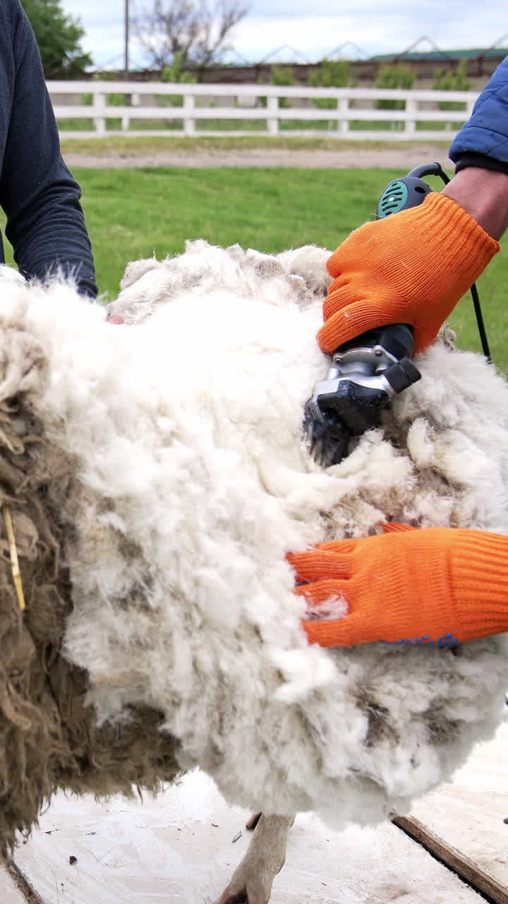 Cutting wool with electric clipper. Male farmer shearing sheep on a farm outdoors. Traditional shearing sheep for production of ecological wool. Vertical video