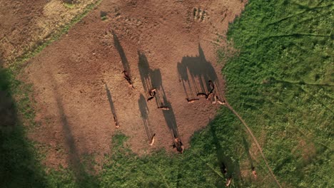 Aerial-closing-overhead-shot-of-horses-grazing-on-a-meadow-in-Sihla,-Slovakia